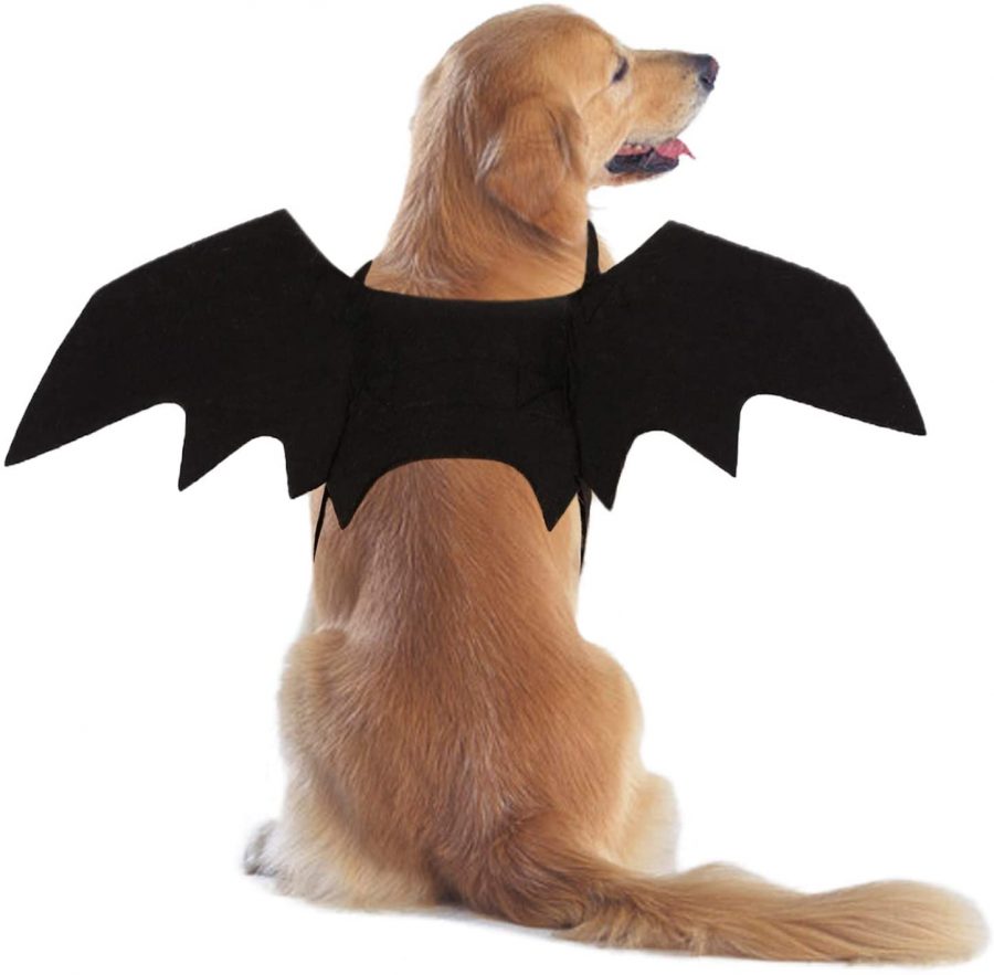 Halloween Costume Ideas for Dogs