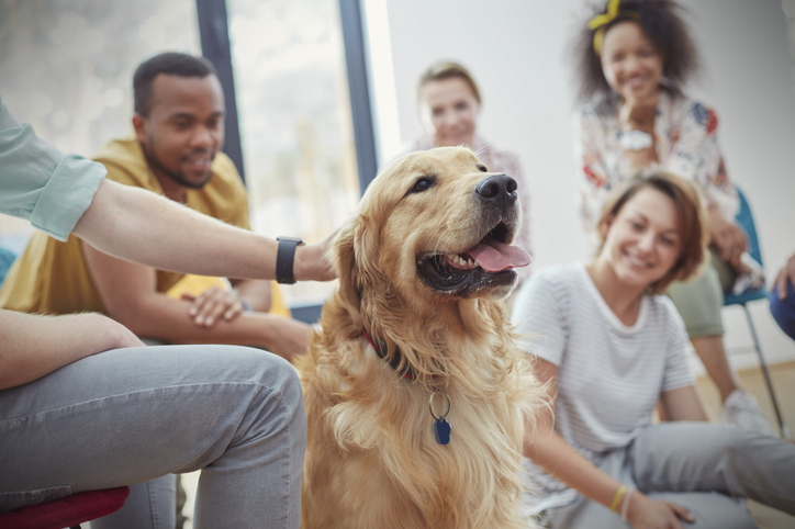 People petting dog in group therapy session